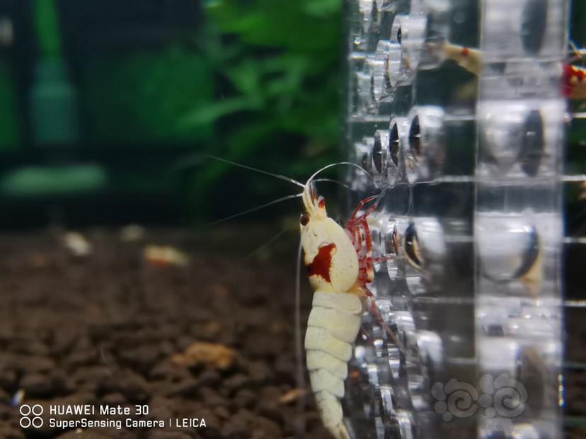 【水晶虾】清缸出红白水晶虾-图2
