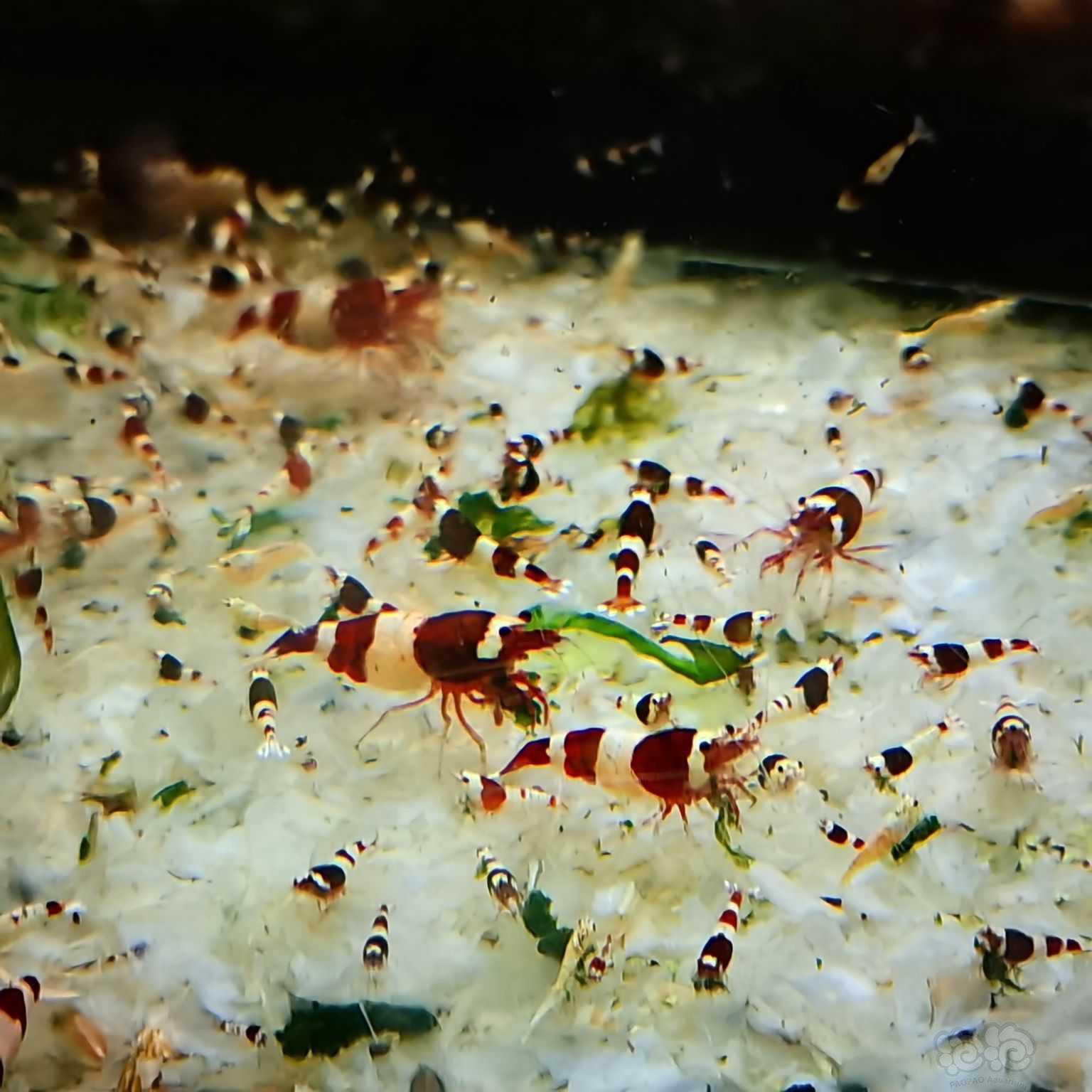 【虾螺】出一批酒红淘汰虾，走量用的！-图5