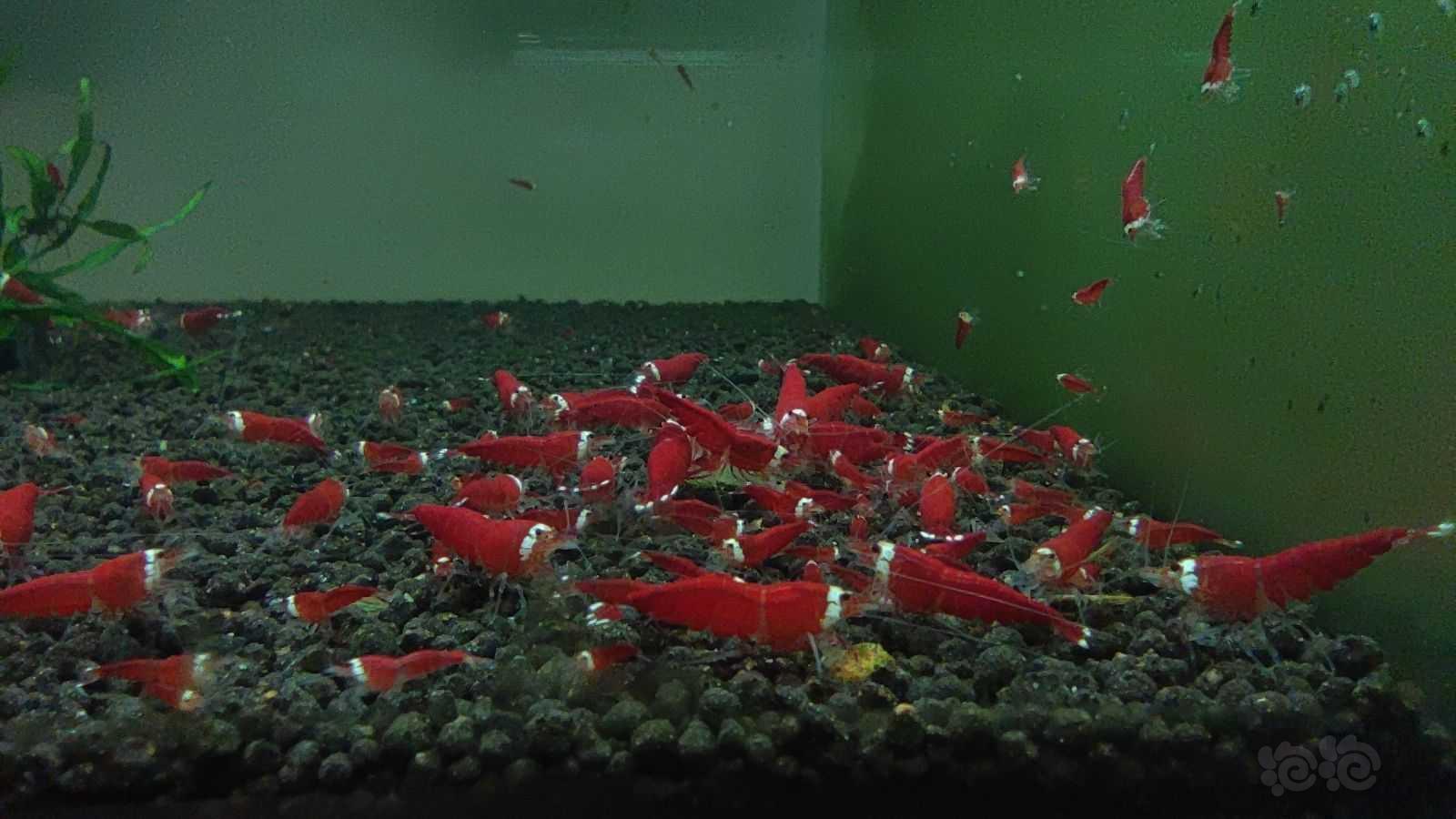 【水晶虾】出售全红圣诞红繁殖组-图3