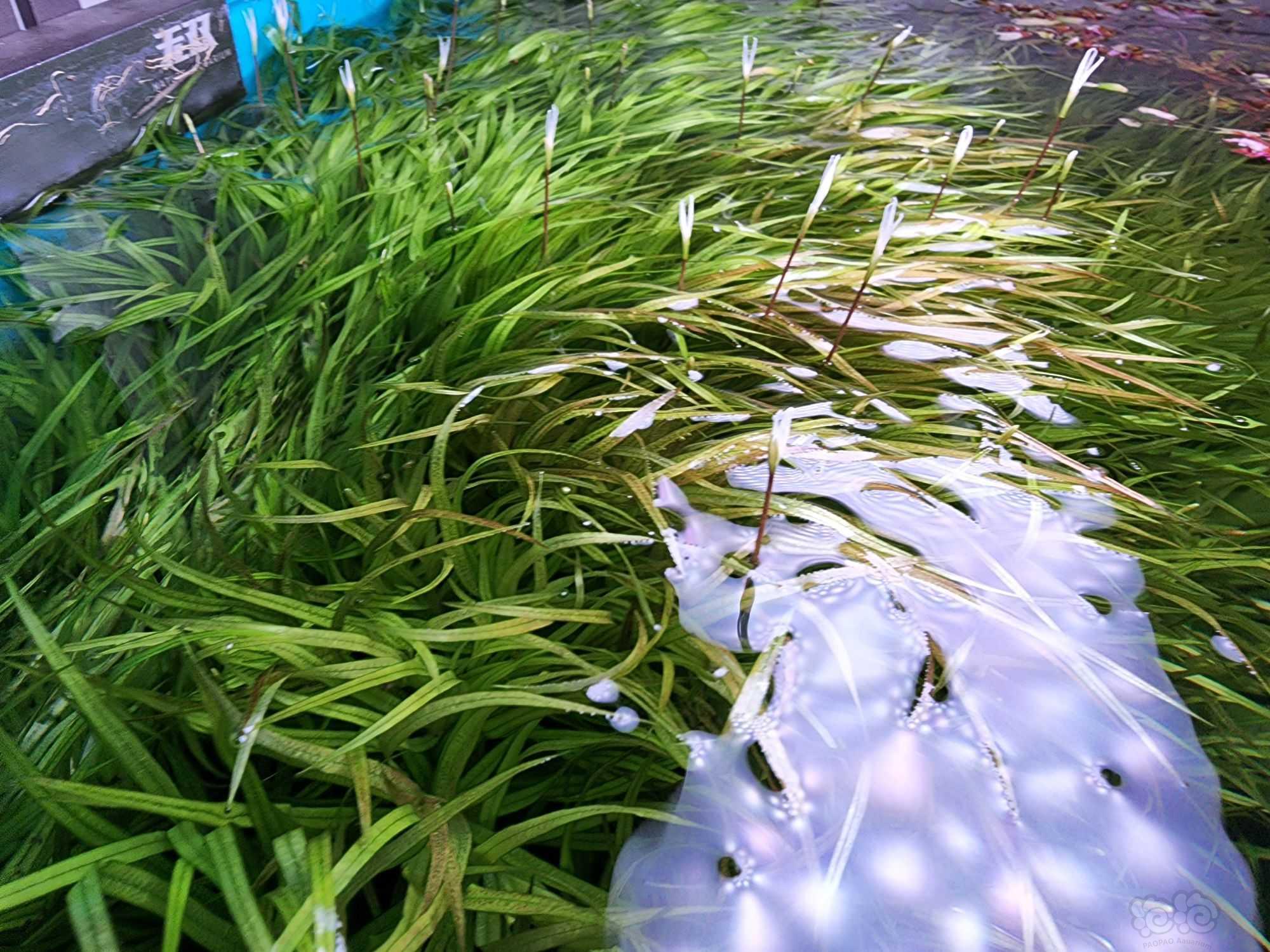 日本箦藻都快挺水了。-图1