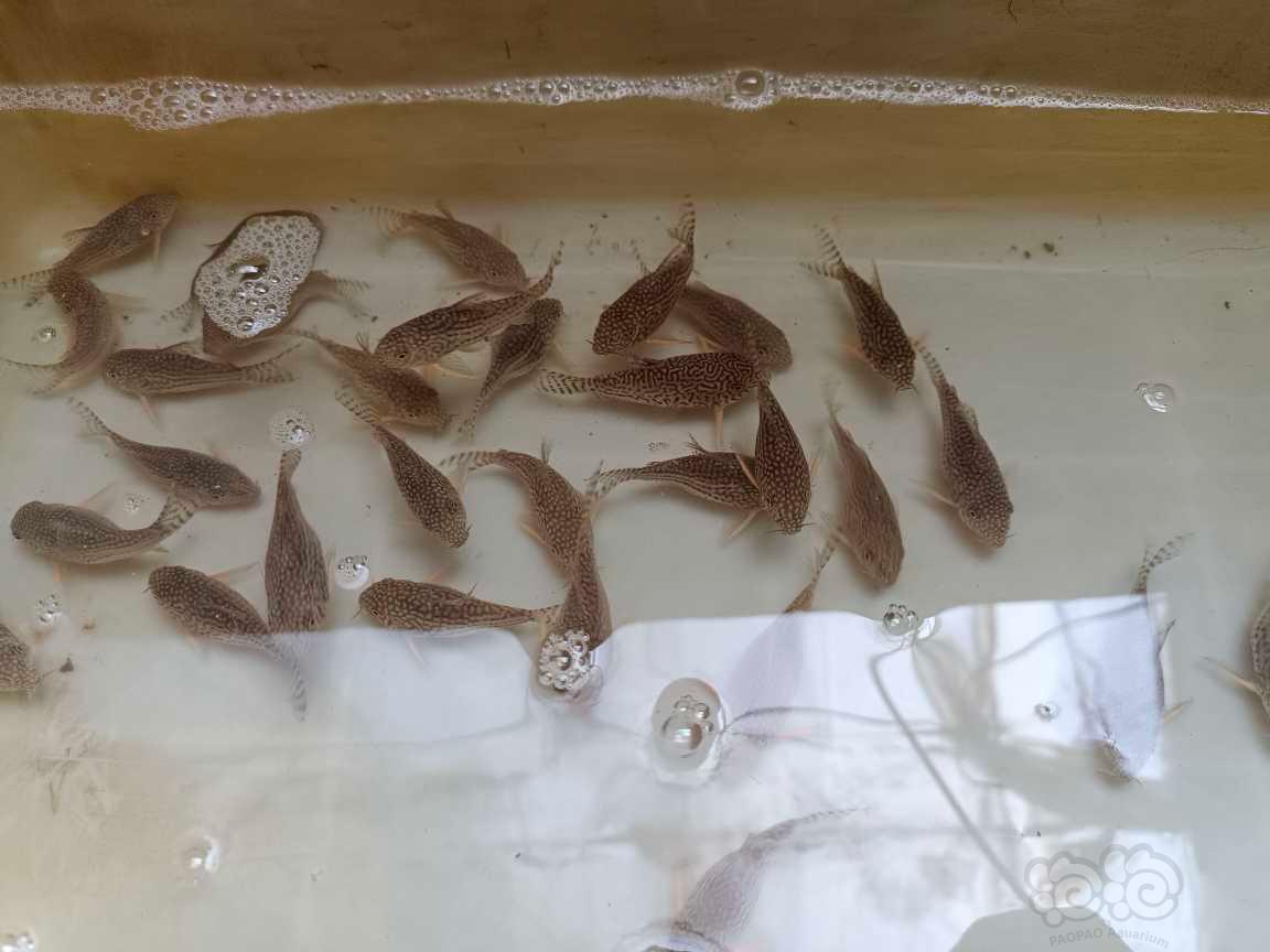 出售珍珠鼠种鱼-图1