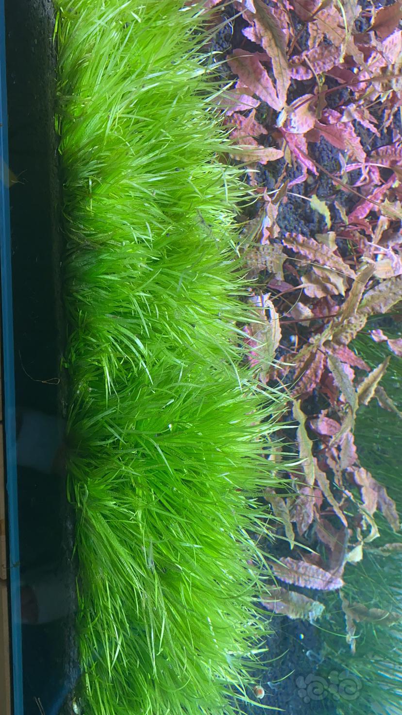 绿箦藻，日本箦藻，细叶水兰-图1