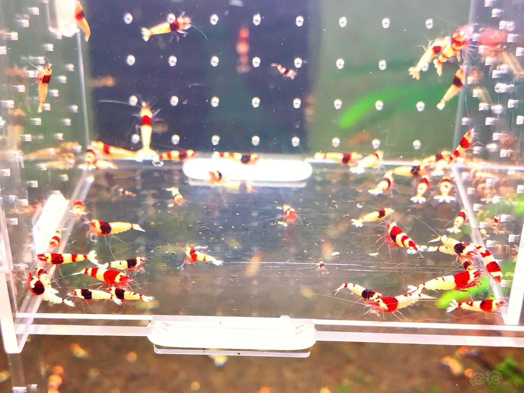 【虾螺】出酒红水晶虾-图2