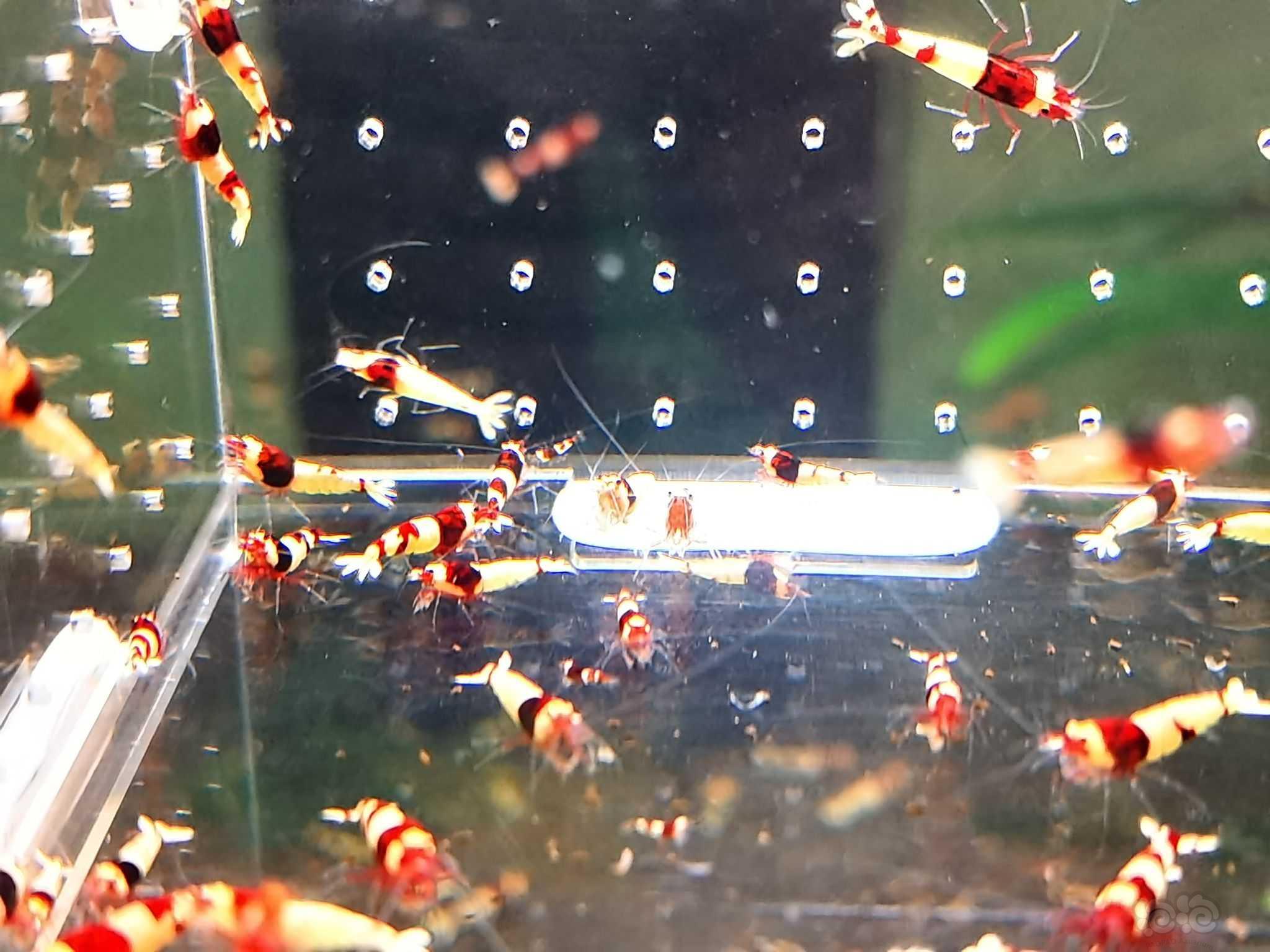 【虾螺】出酒红水晶虾-图7
