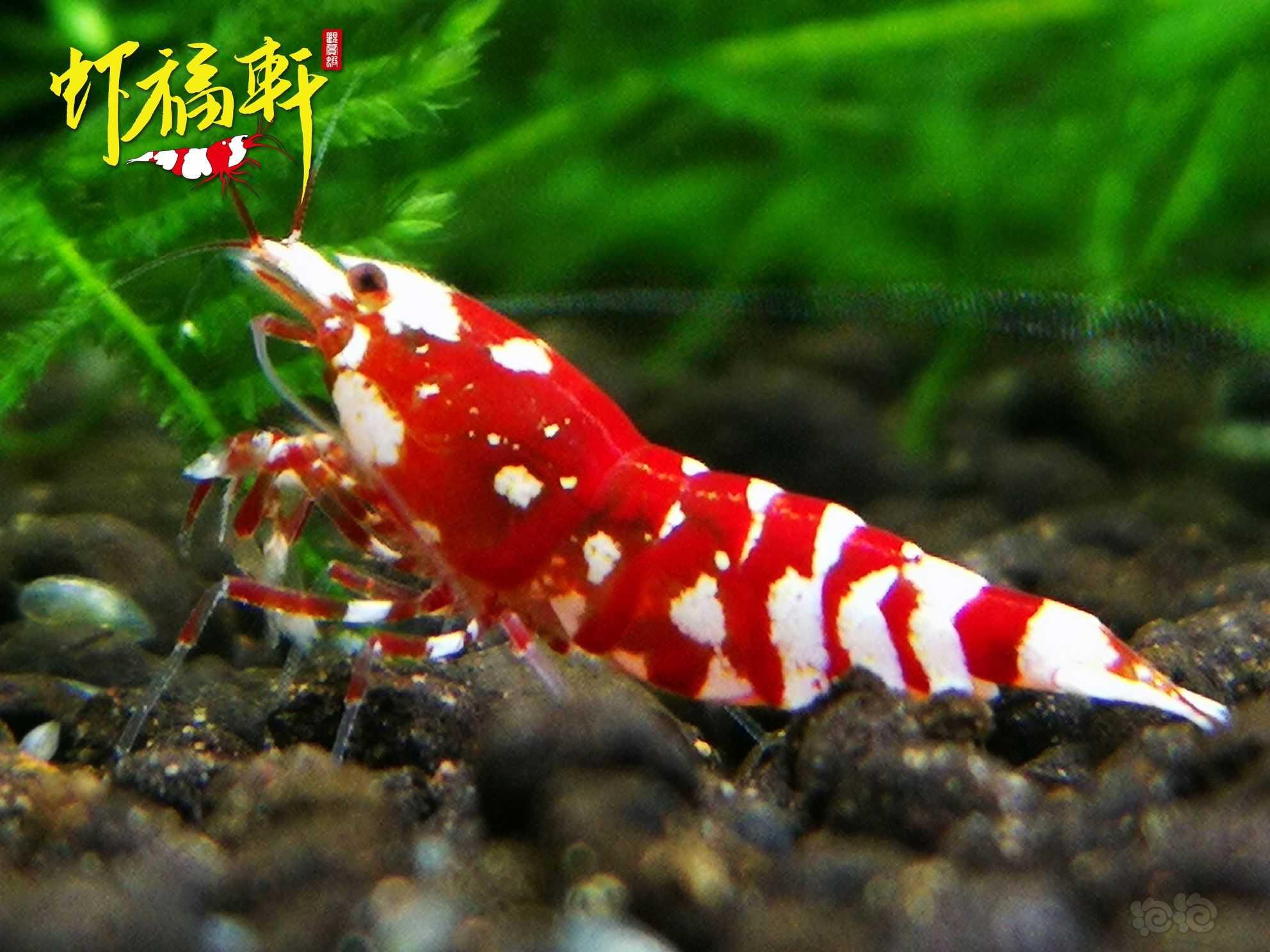 【虾】2022-08-28#RMB拍卖#红花虎3只-图3