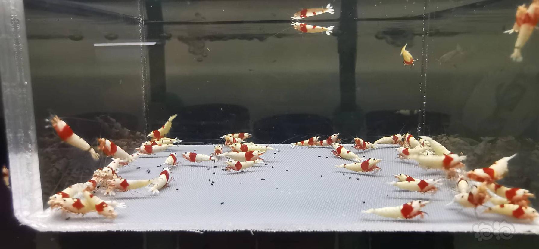 【水晶虾】翻缸出红白水晶虾-图3