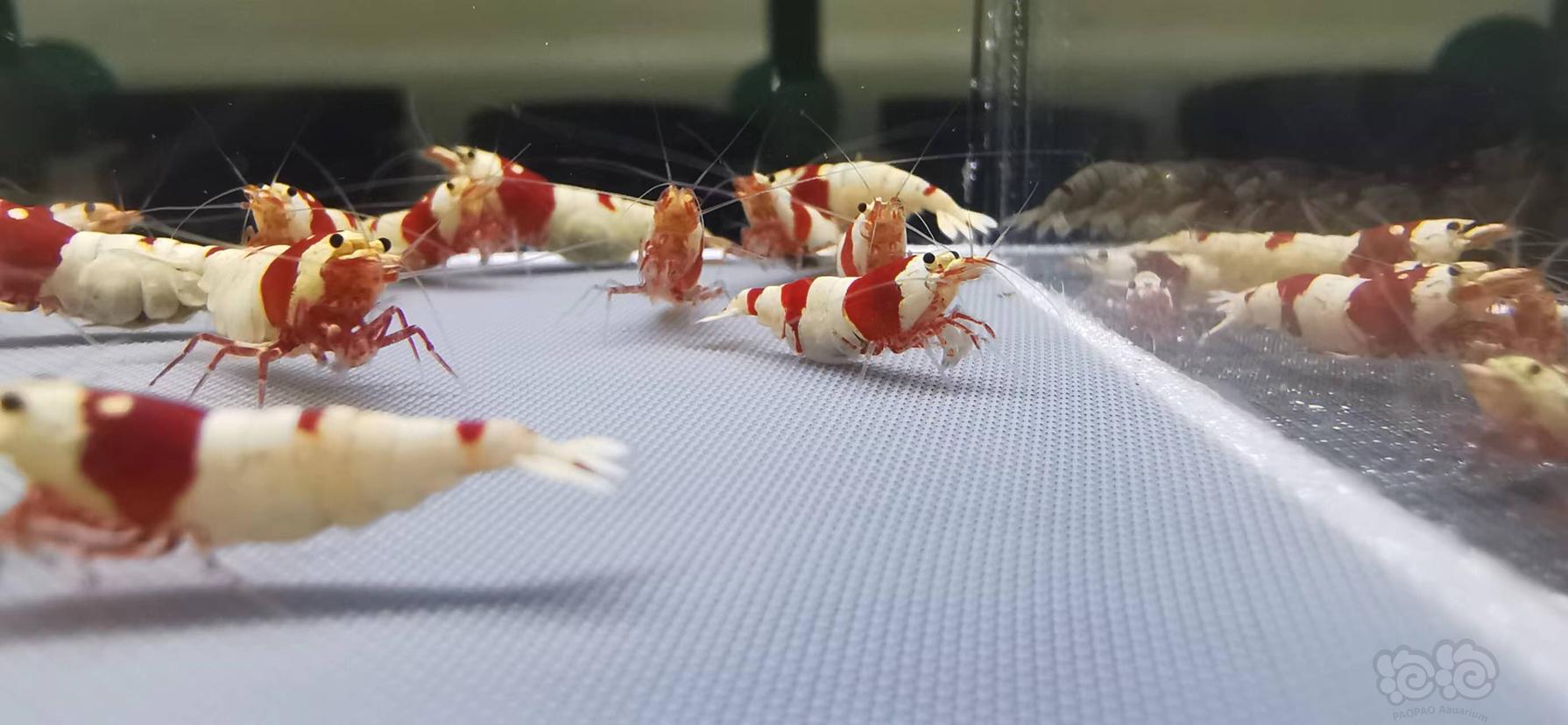 【虾】2022-08-13#RMB拍卖红白水晶虾繁殖组-图1