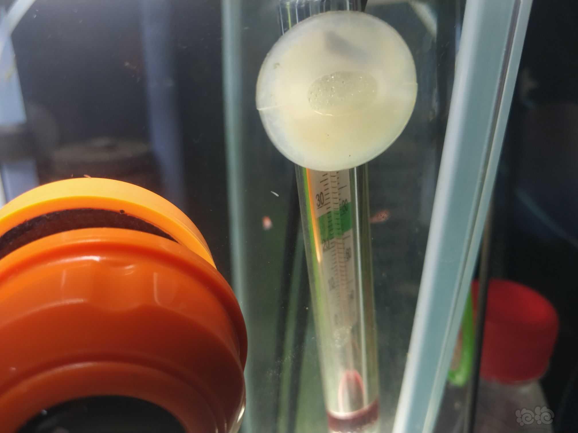 虾缸玻璃上有蠕动的白虫子。-图2
