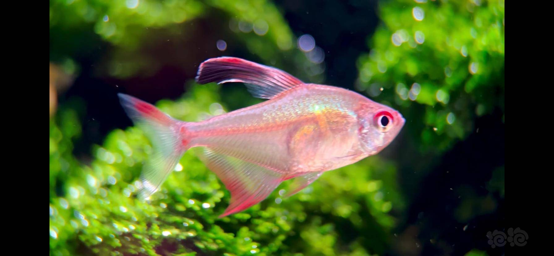 【灯科鱼】微距拍摄-图4