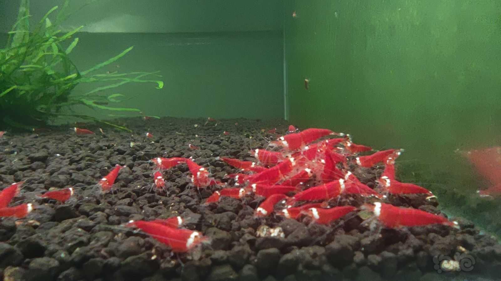【水晶虾】出售全红圣诞红繁殖组-图1