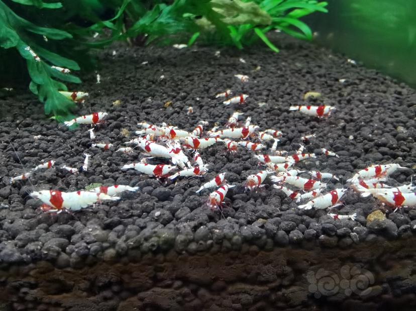 【水晶虾】清缸出红白水晶虾-图4