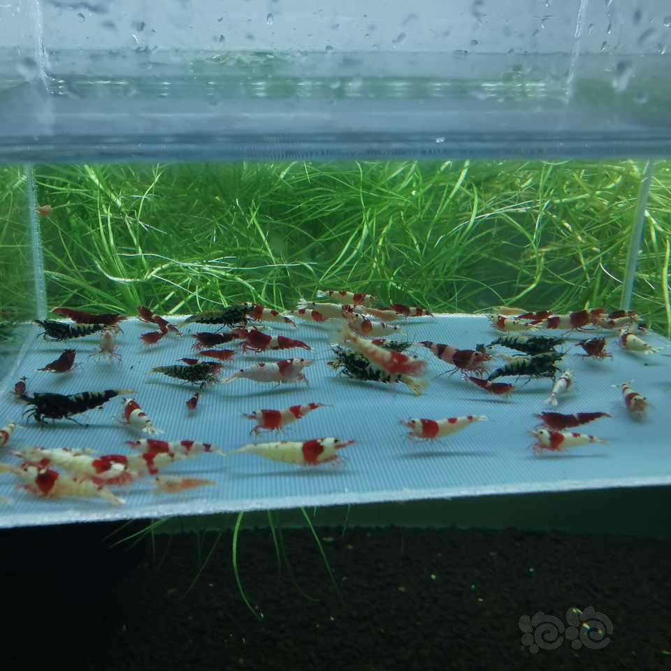 【水晶虾】出售淘汰水晶虾-图5