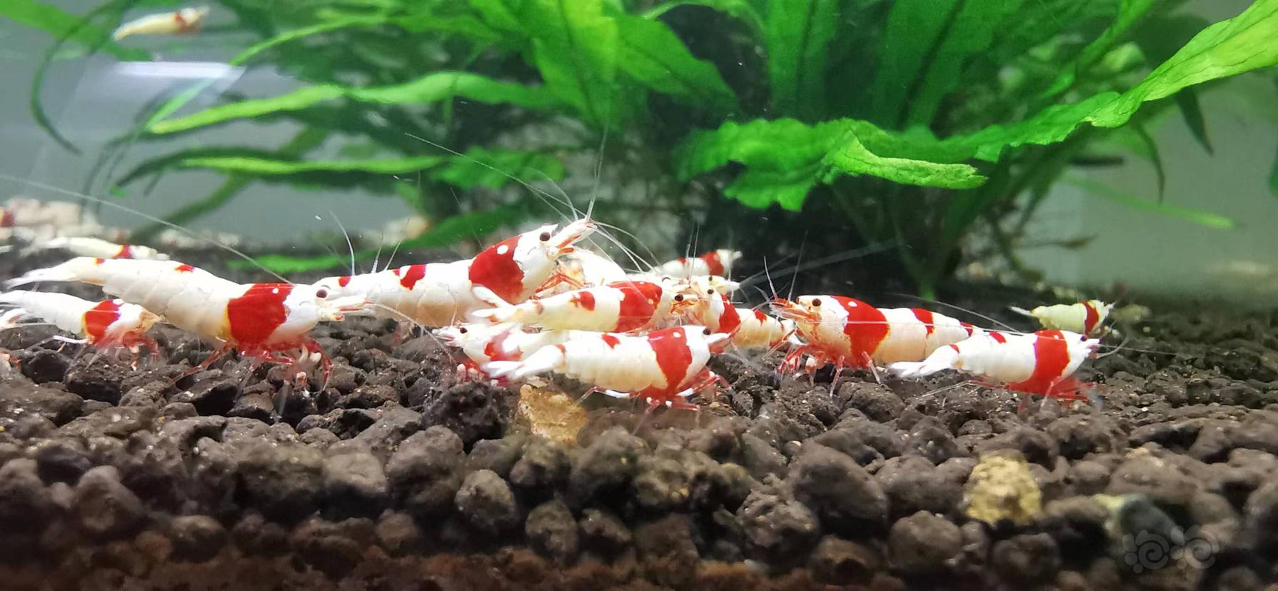 【水晶虾】翻缸出红白水晶虾-图2