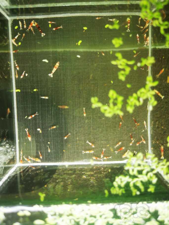 【虾】2022-08-18#RMB拍卖红花虎淘汰幼虾一份100只-图1