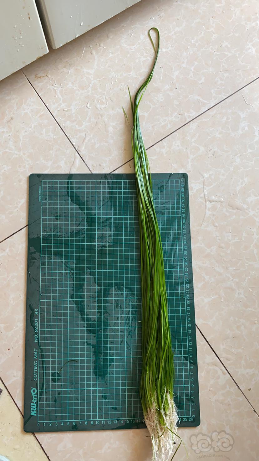 细叶水兰，50棵，成体减密度出-图3