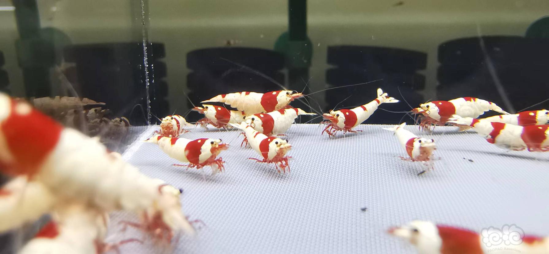 【虾】2022-08-13#RMB拍卖红白水晶虾繁殖组-图4