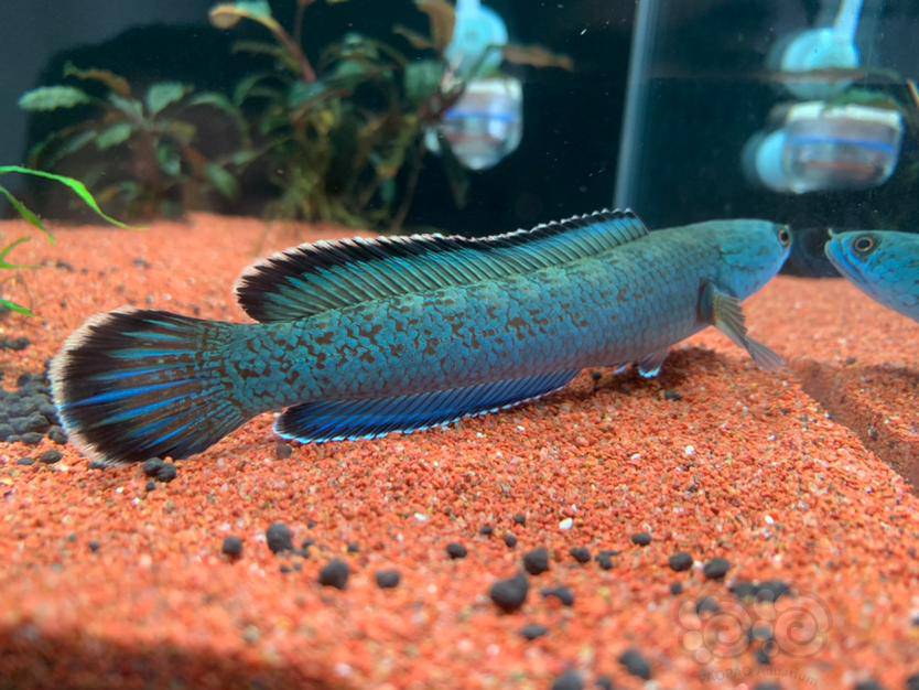 【雷龙】金尘雷龙-图6