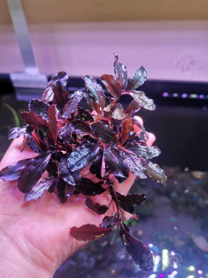 【辣椒榕】紫冥王一大丛，打包出  10/厘米-图4