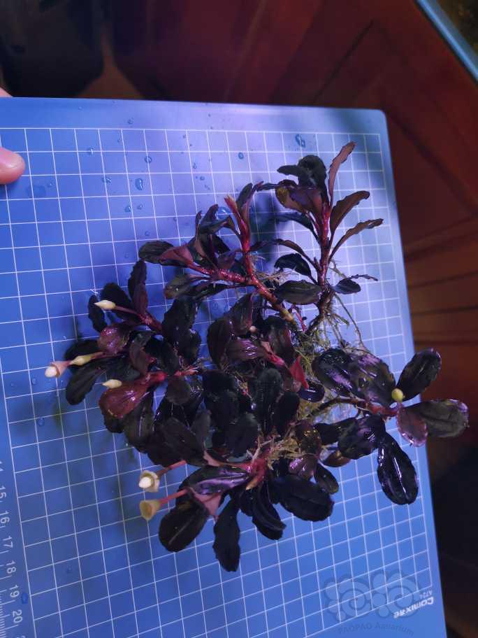 【辣椒榕】紫冥王一大丛，打包出  10/厘米-图5
