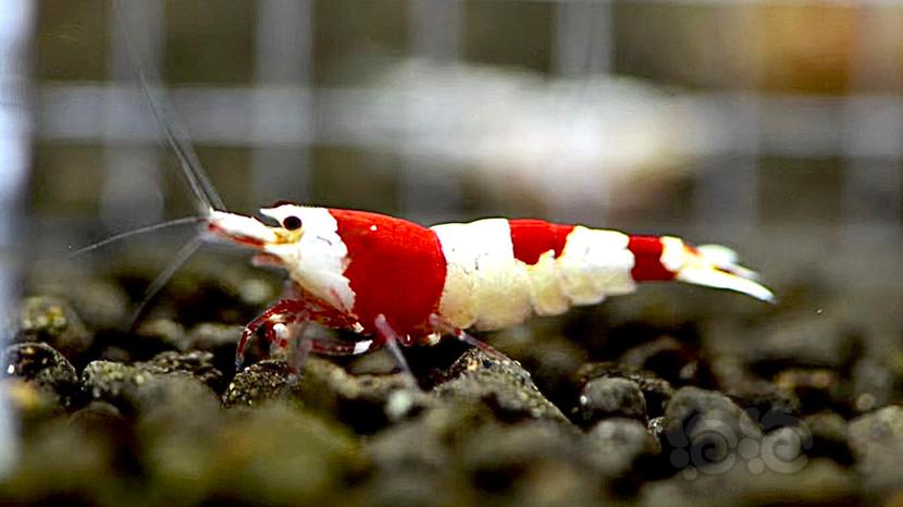 【虾】2022-8-27#RMB拍卖经典三段 红爪基因红白5只-图2