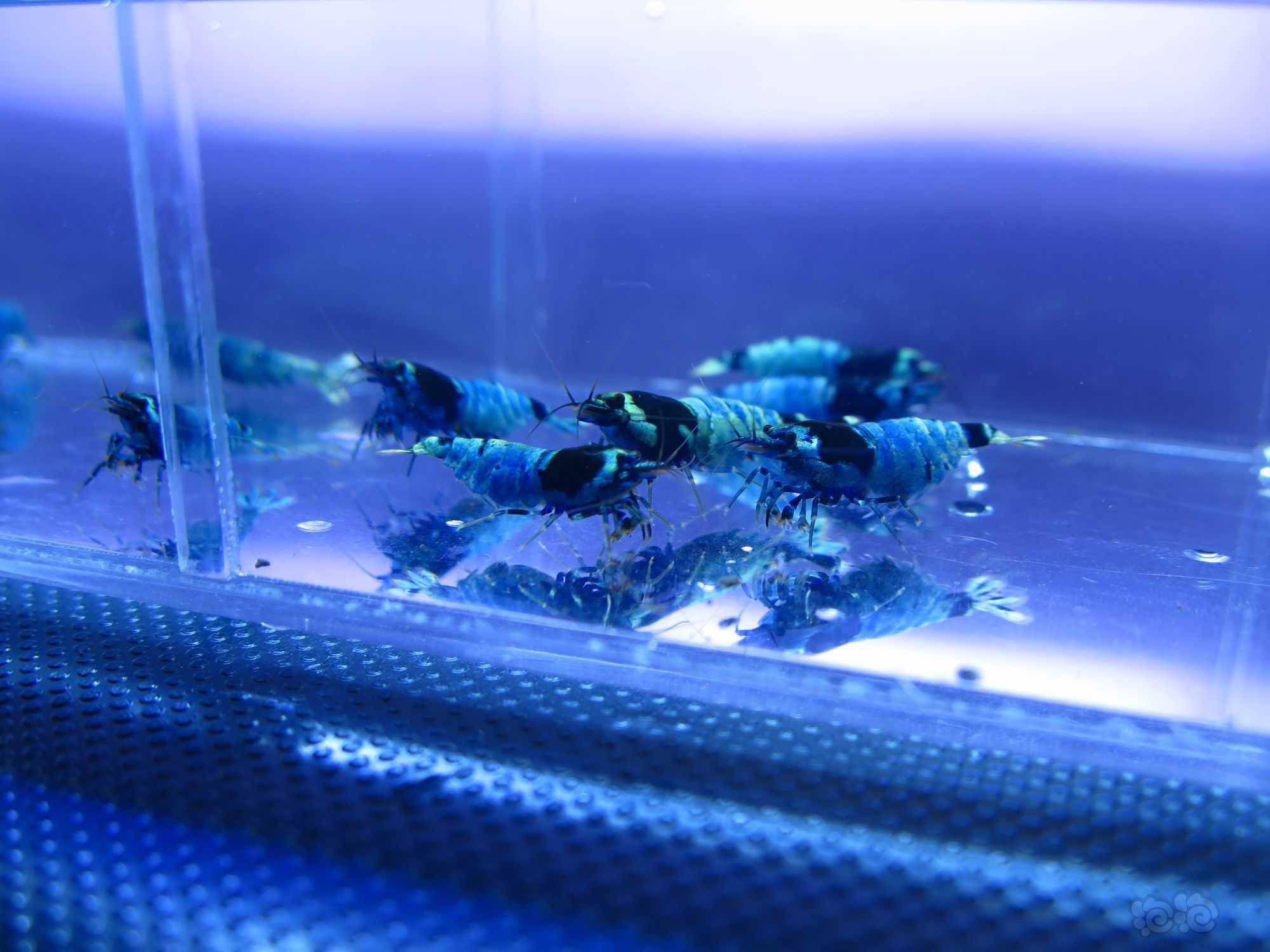 【水晶虾】广东出蓝躯金刚水晶虾母虾10只 - 泡泡水族