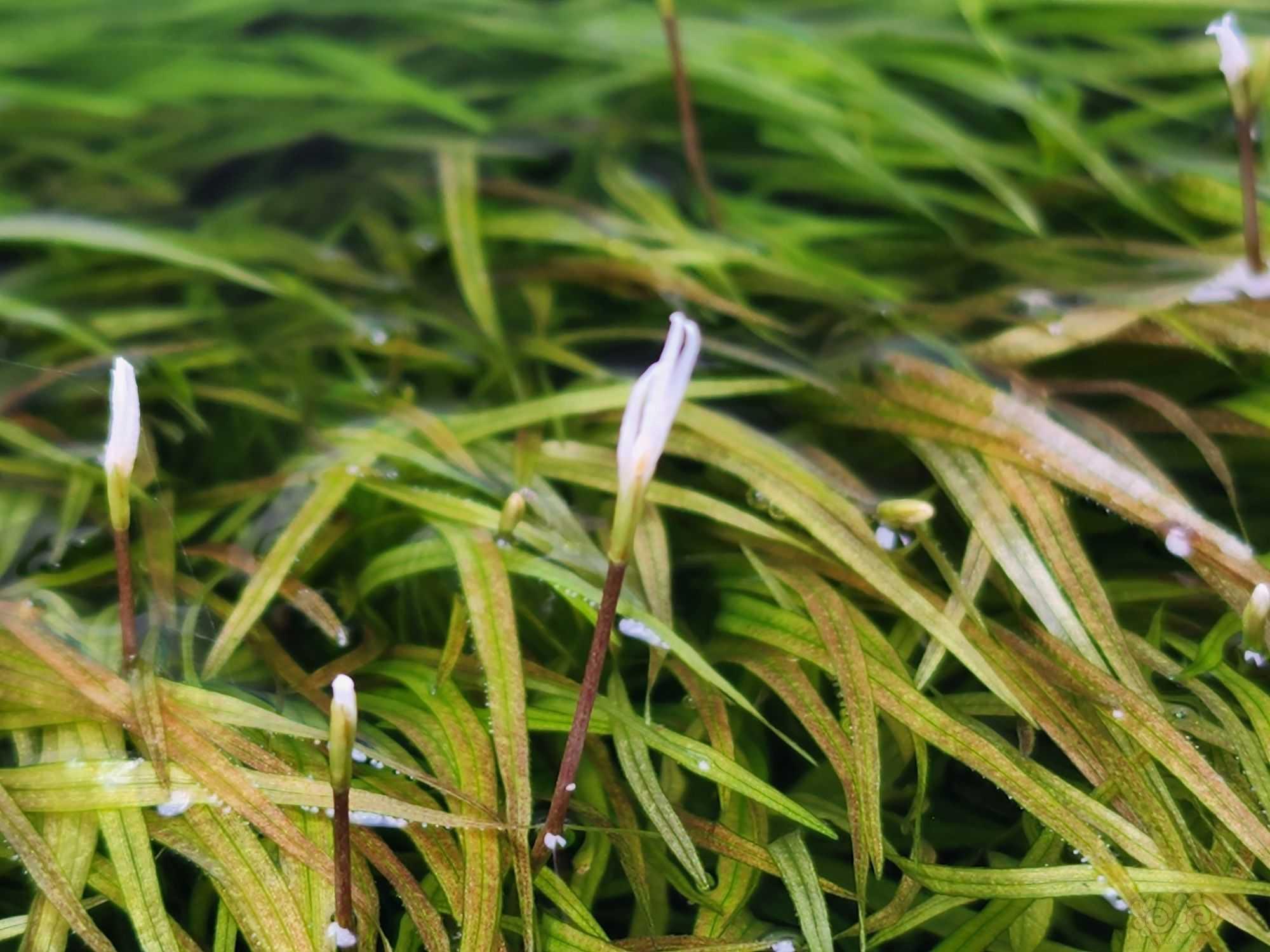 日本箦藻都快挺水了。-图2