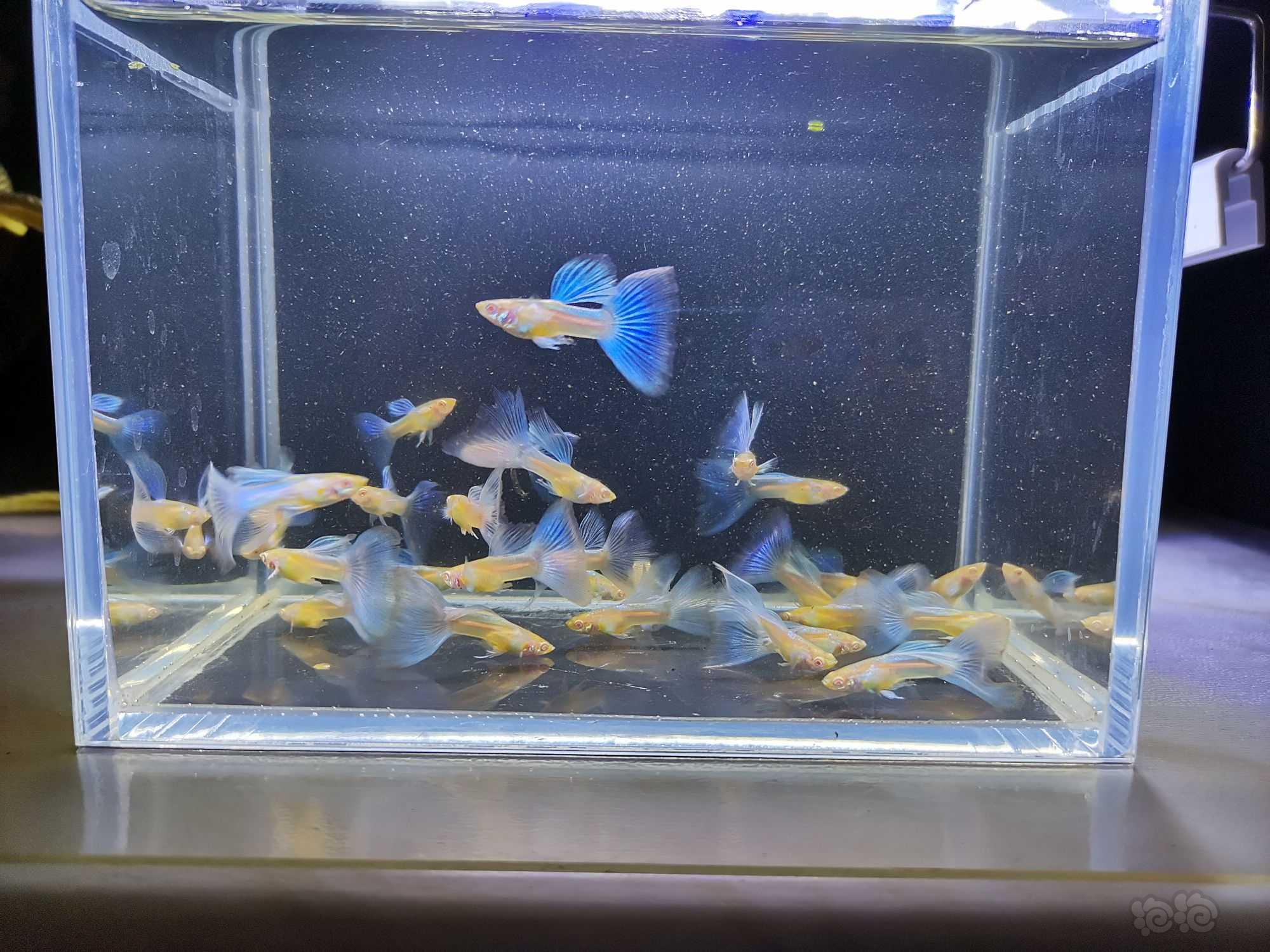 【其它】蓝白孔雀鱼-图4