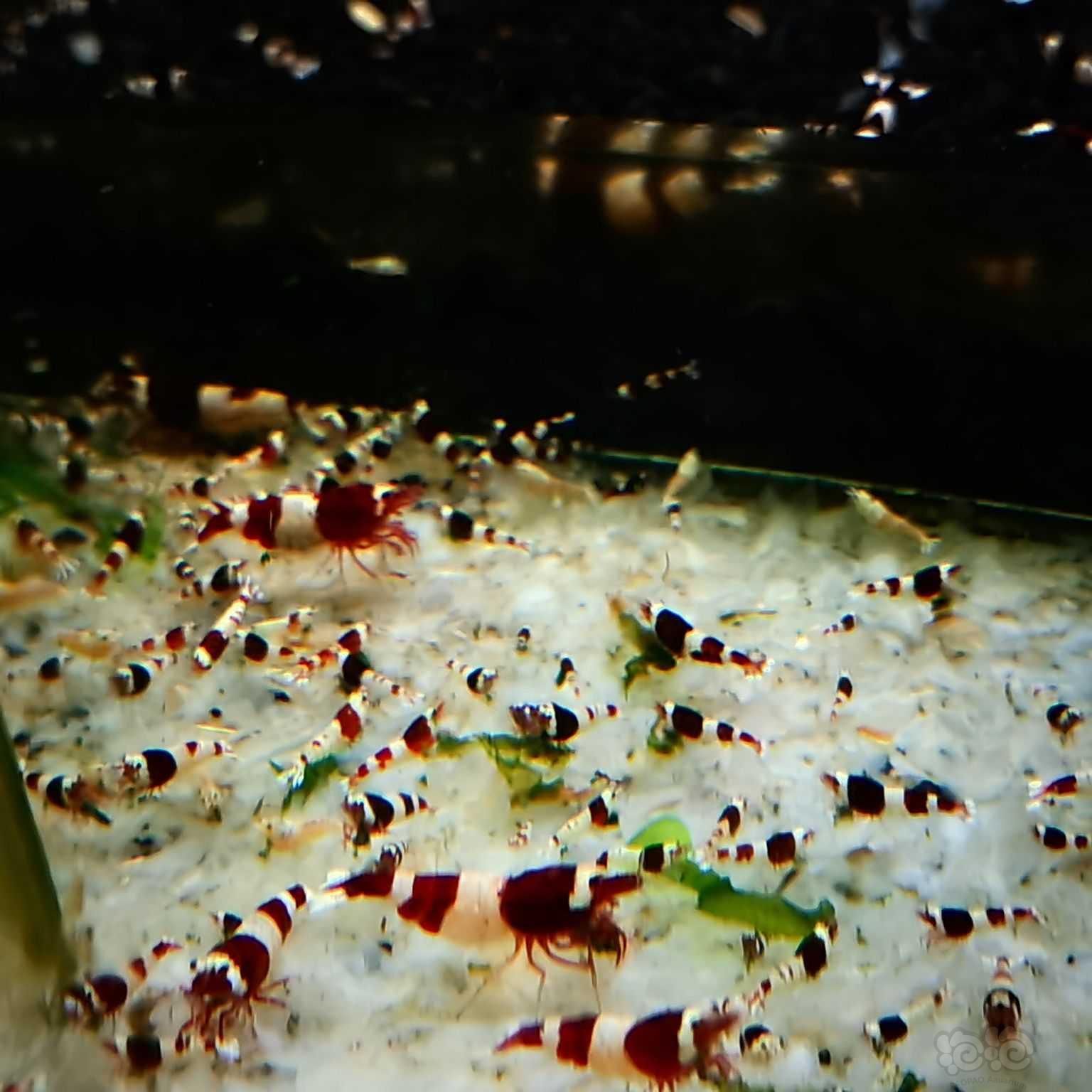 【虾螺】出一批酒红淘汰虾，走量用的！-图1