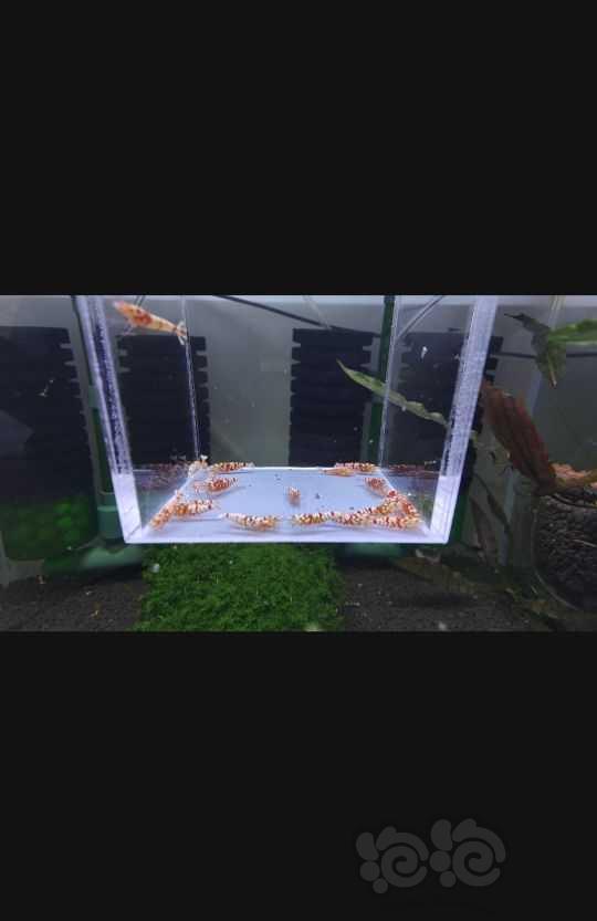 【水晶虾】出售红花虎，25只-图1