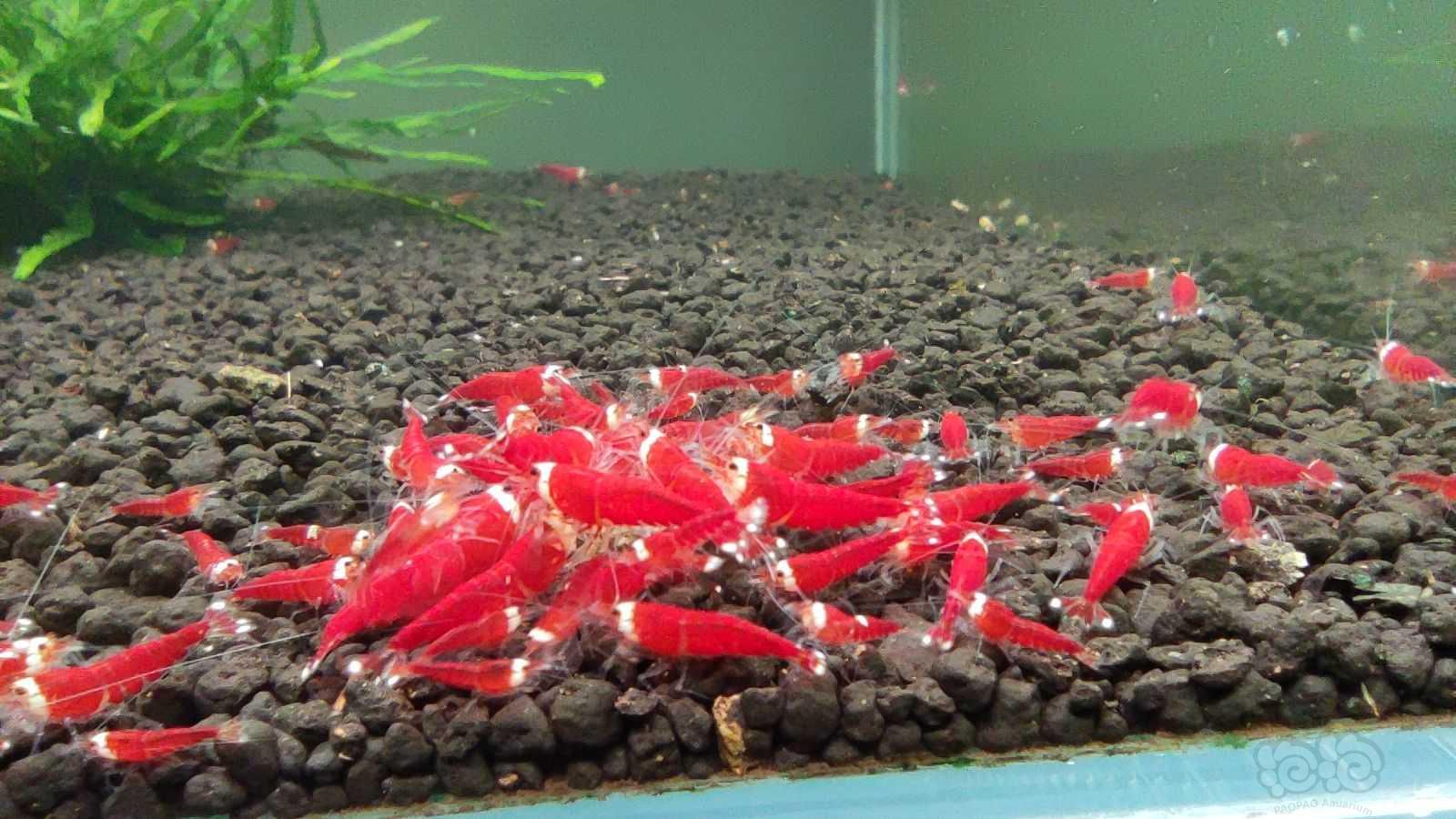 【水晶虾】出售全红圣诞红繁殖组-图2