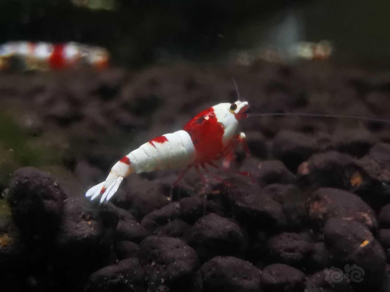 【虾】2022-8-14#RMB拍卖一线红白幼虾8只-图5
