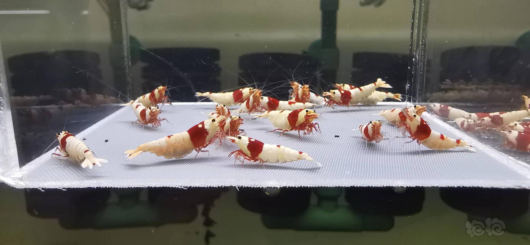 【虾】2022-08-13#RMB拍卖红白水晶虾繁殖组-图3