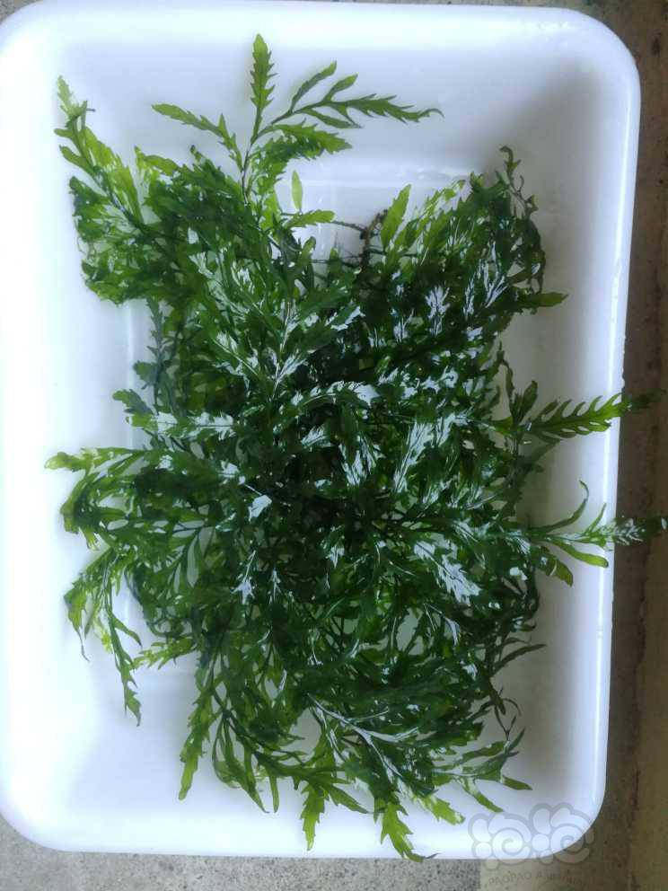出定植的凤尾蕨水草一丛-图1