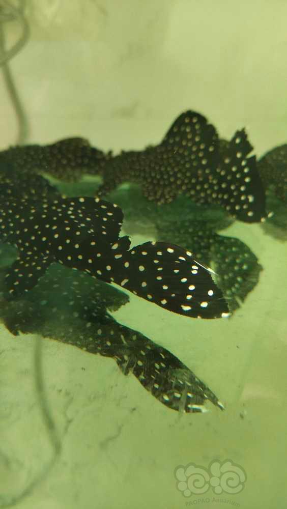 L240黑白双星异形鱼，黑金红头鼠鱼-图4