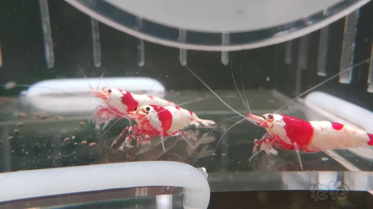 【虾】2022-09-1#RMB拍卖红白3只-图4