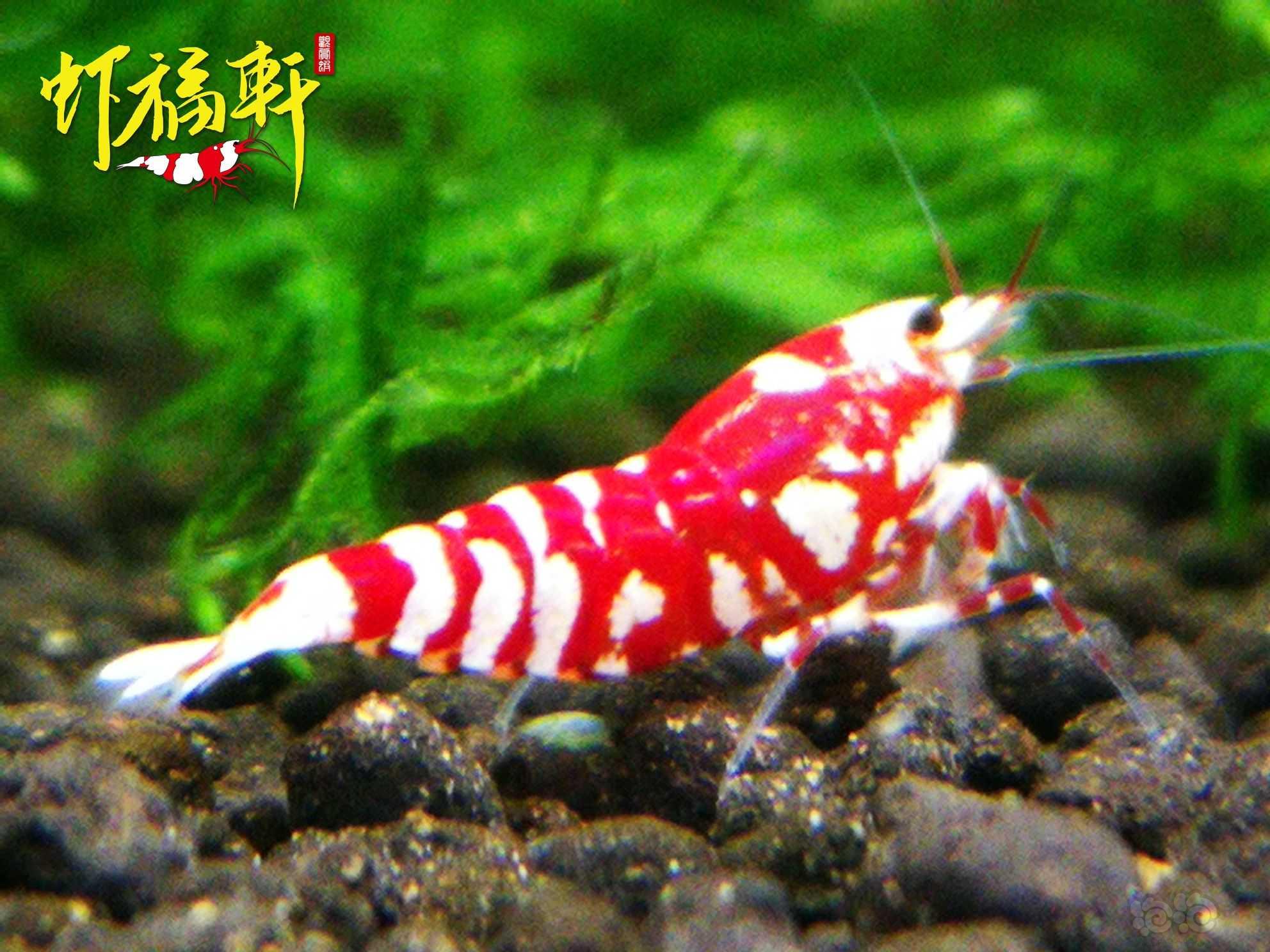【虾】2022-08-28#RMB拍卖#红花虎3只-图1