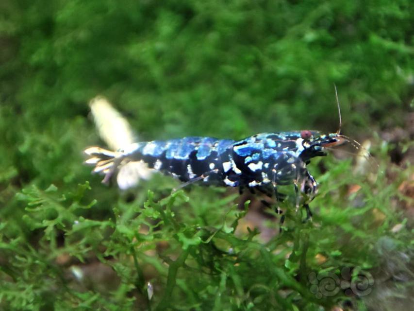 【水晶虾】出蓝蟒水晶虾-图2