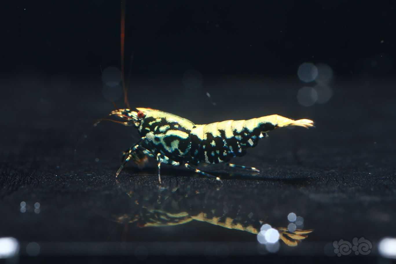 【虾】2022-08-13#RMB拍卖金属系黑银河1只母虾（抱蛋）-图3