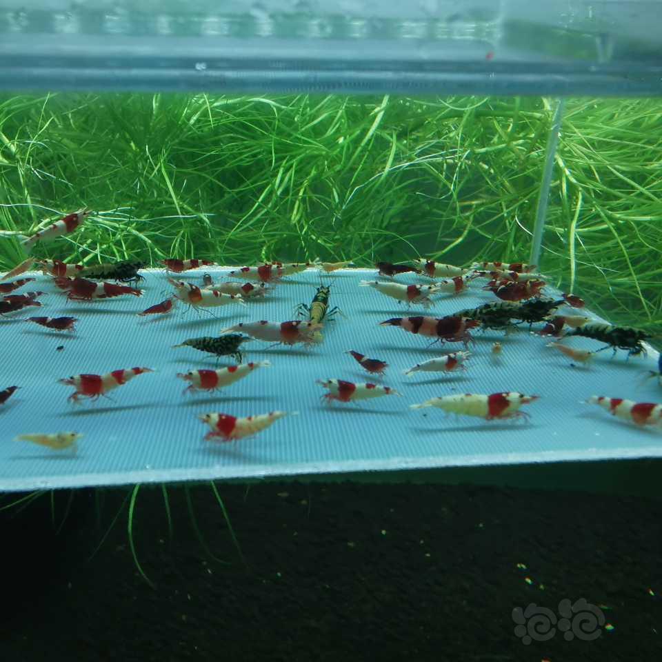 【水晶虾】出售淘汰水晶虾-图3