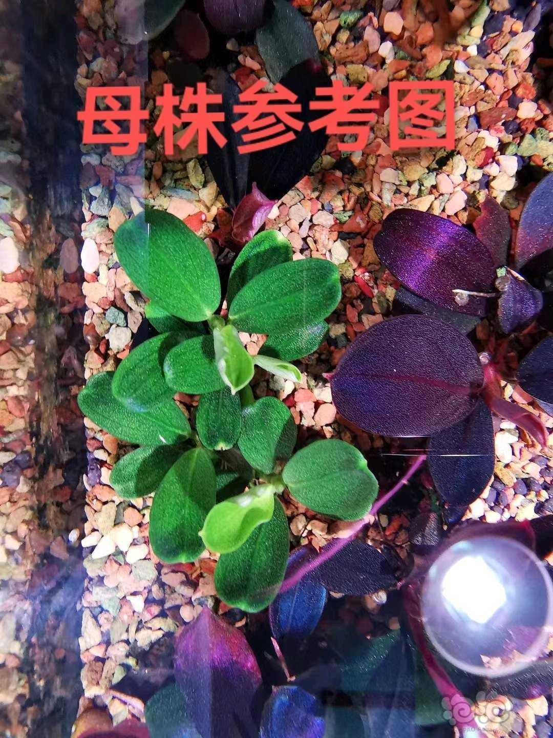【水草】2022-08-30#RMB拍卖#土豪绿椒榕一头-图4