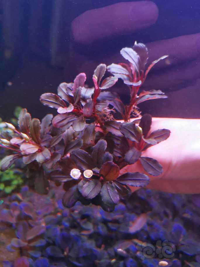【辣椒榕】紫冥王一大丛，打包出  10/厘米-图3