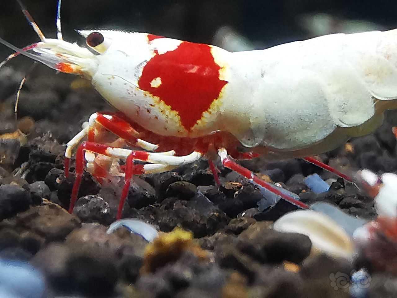 红足系统红白虾-图1