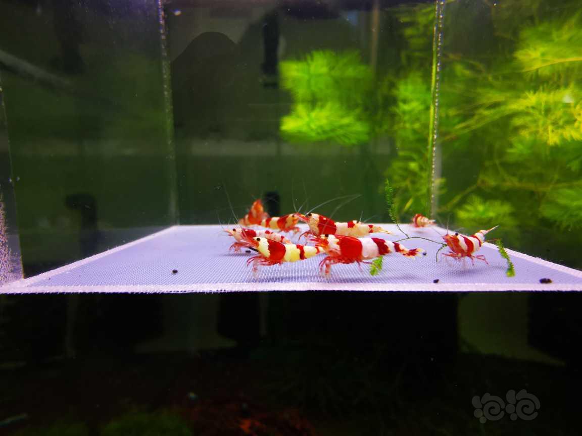 【虾】2022-08-23#RMB拍卖经典红白10只-图6
