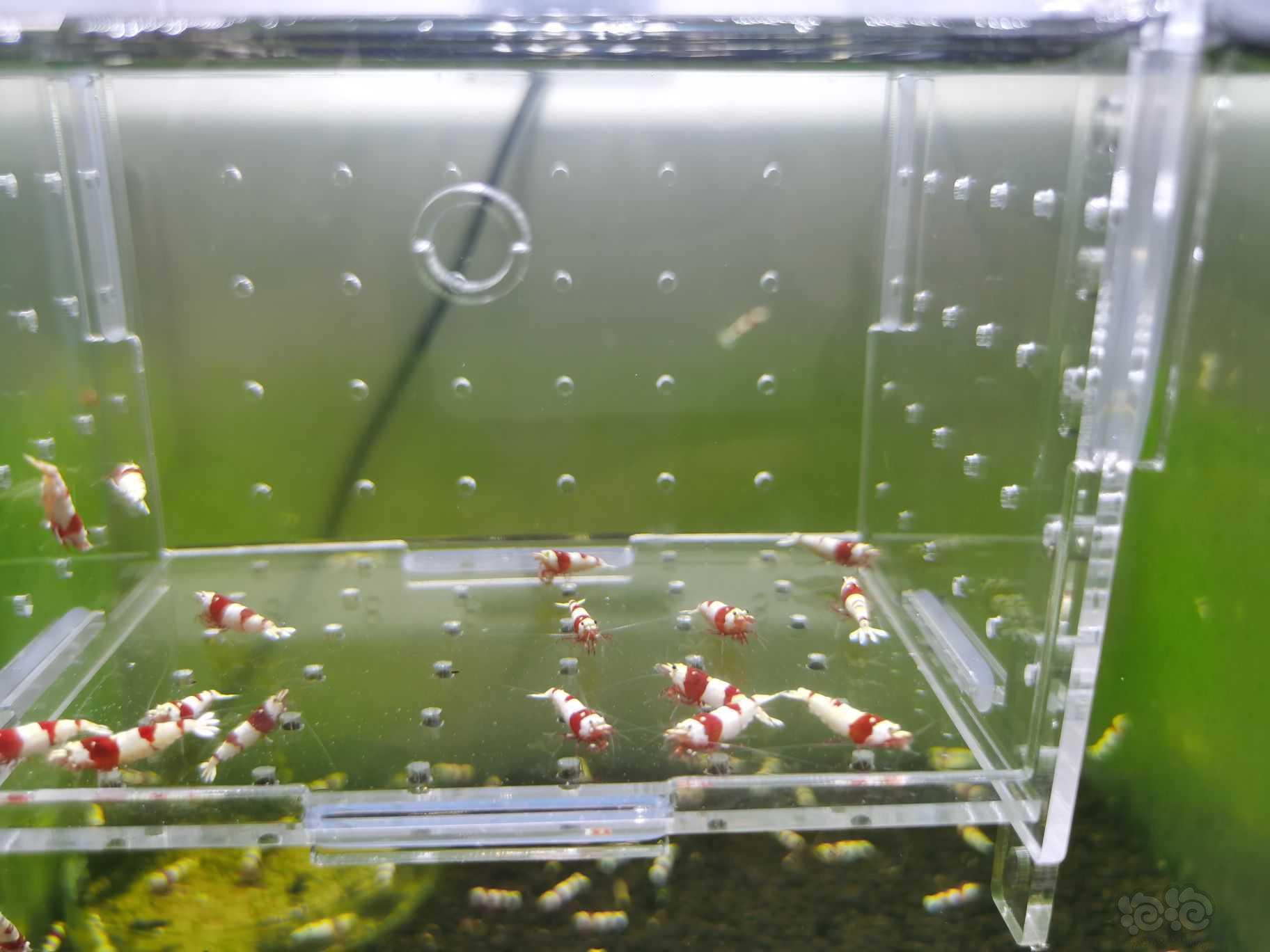 【水晶虾】出一份20只成虾繁殖组-图4