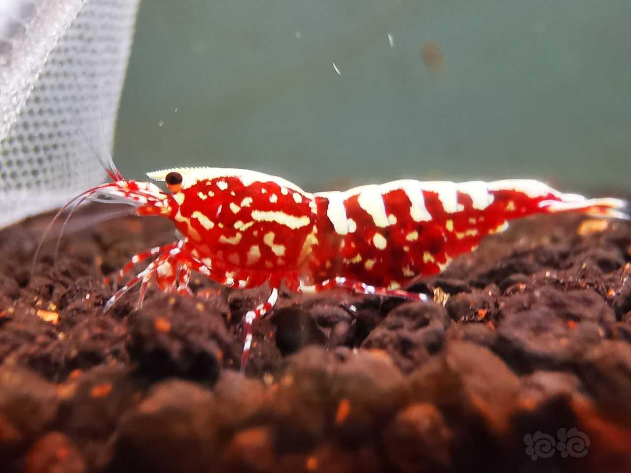【虾】2022－08－07#RMB拍卖红银河雪花水晶虾2只-图1