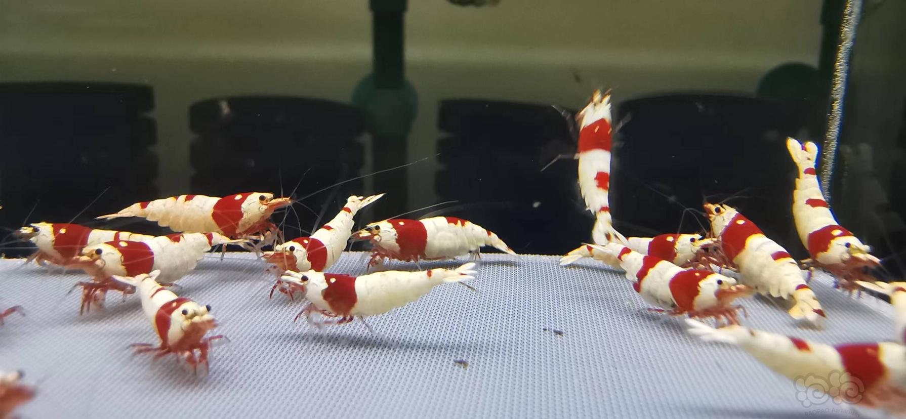 【虾】2022-08-13#RMB拍卖红白水晶虾繁殖组-图3