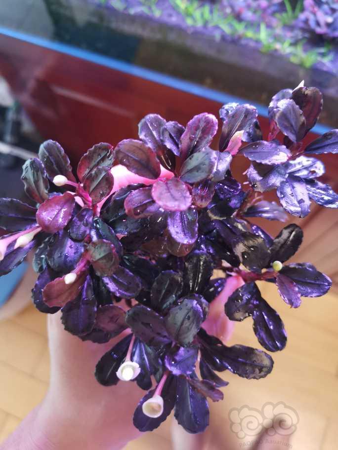 【辣椒榕】紫冥王一大丛，打包出  10/厘米-图2