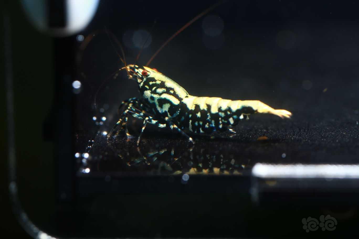 【虾】2022-08-13#RMB拍卖金属系黑银河1只母虾（抱蛋）-图1