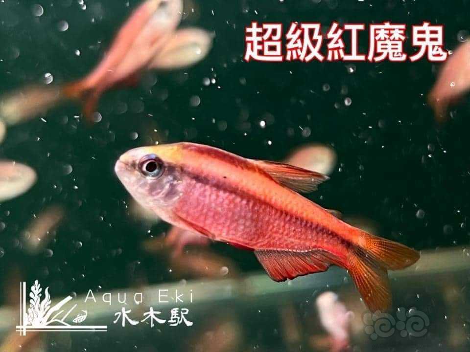 【灯科鱼】有什麼小魚是會啃辣椒榕的呢？-图1