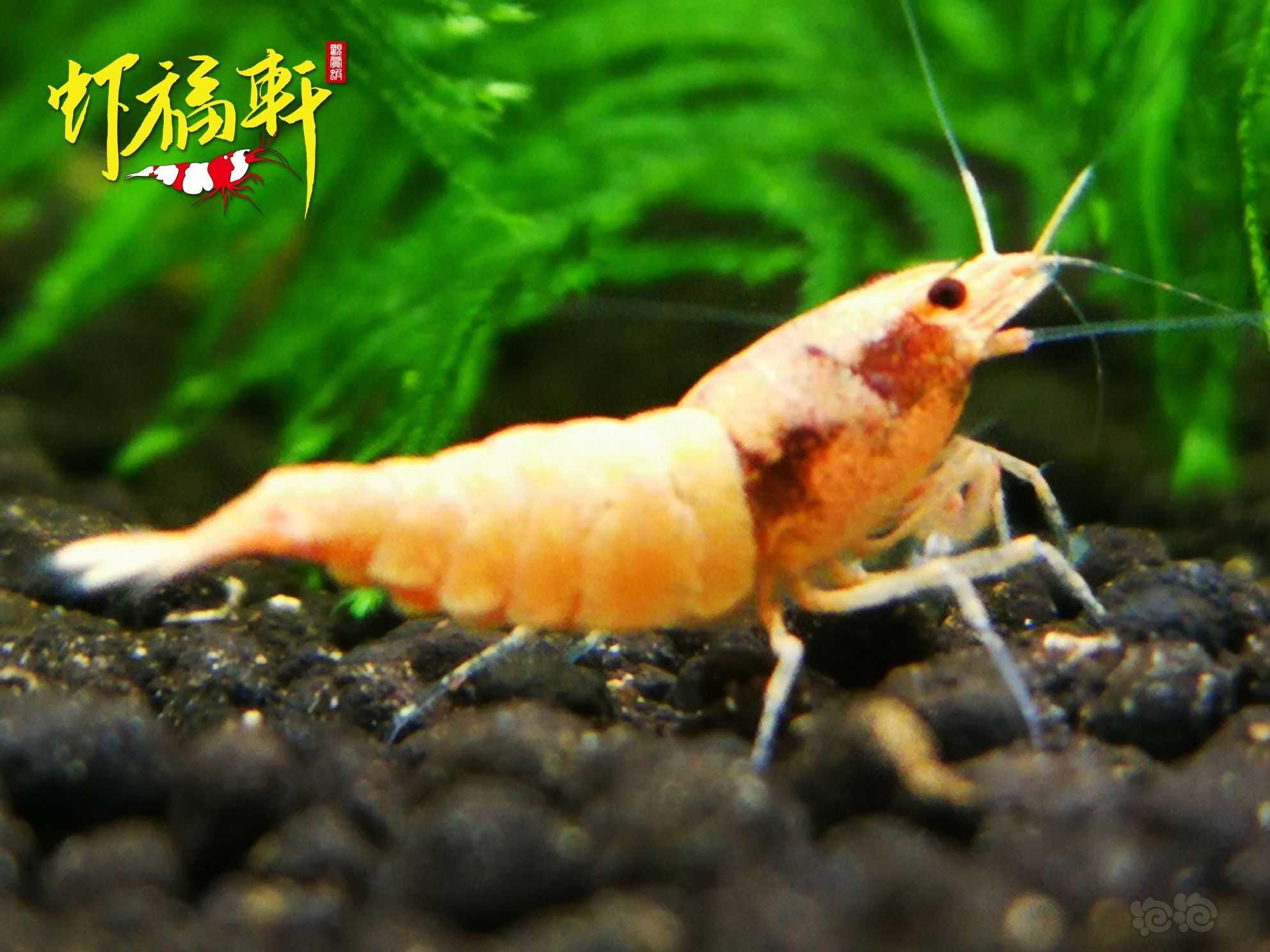 【虾】2022-08-24#RMB拍卖#粉红火烈3只-图5